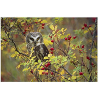 Northern Saw-whet Owl perching in a wild rose bush, British Columbia, Canada-Paper Art-26"x18"