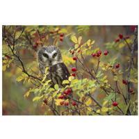 Northern Saw-whet Owl perching in a wild rose bush, British Columbia, Canada-Paper Art-32"x22"