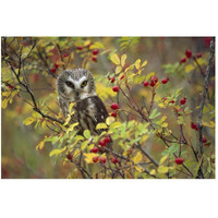 Northern Saw-whet Owl perching in a wild rose bush, British Columbia, Canada-Paper Art-50"x34"