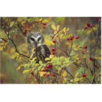 Northern Saw-whet Owl perching in a wild rose bush, British Columbia, Canada-Paper Art-62"x42"