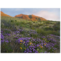 Herb of the Cross at Franklin Mountains State Park, Chihuahuan Desert, Texas-Paper Art-26"x20"