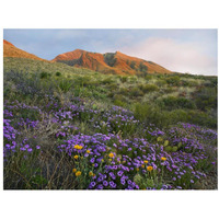 Herb of the Cross at Franklin Mountains State Park, Chihuahuan Desert, Texas-Paper Art-34"x26"