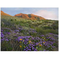 Herb of the Cross at Franklin Mountains State Park, Chihuahuan Desert, Texas-Paper Art-42"x32"