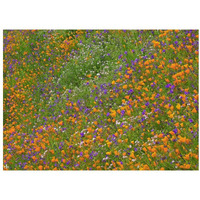 California Poppy and Desert Bluebell carpeting a spring hillside, California-Paper Art-18"x14"