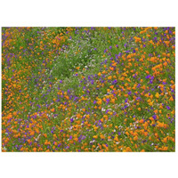 California Poppy and Desert Bluebell carpeting a spring hillside, California-Paper Art-26"x20"