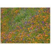 California Poppy and Desert Bluebell carpeting a spring hillside, California-Paper Art-42"x32"