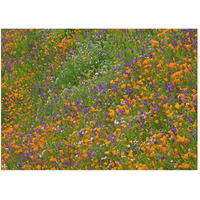 California Poppy and Desert Bluebell carpeting a spring hillside, California-Paper Art-50"x38"