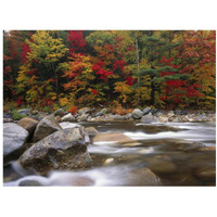 Wild river in eastern hardwood forest, White Mountains National Forest, Maine-Paper Art-18"x14"