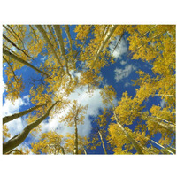 Looking up at blue sky through a canopy of fall colored Aspen trees, Colorado-Paper Art-18"x14"