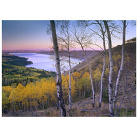 Aspen forest overlooking Fremont Lake, Bridger-Teton National Forest, Wyoming-Paper Art-18"x14"