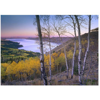 Aspen forest overlooking Fremont Lake, Bridger-Teton National Forest, Wyoming-Paper Art-26"x20"