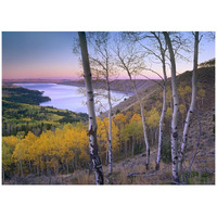 Aspen forest overlooking Fremont Lake, Bridger-Teton National Forest, Wyoming-Paper Art-42"x32"