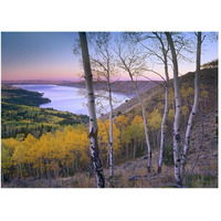 Aspen forest overlooking Fremont Lake, Bridger-Teton National Forest, Wyoming-Paper Art-50"x38"