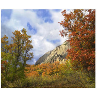 Trees and shrubs in autumn, Marcellina Mountain, Raggeds Wilderness, Colorado-Paper Art-18"x15.28"