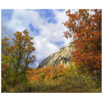 Trees and shrubs in autumn, Marcellina Mountain, Raggeds Wilderness, Colorado-Paper Art-24"x20.26"