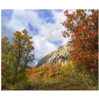 Trees and shrubs in autumn, Marcellina Mountain, Raggeds Wilderness, Colorado-Paper Art-38"x31.88"