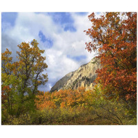 Trees and shrubs in autumn, Marcellina Mountain, Raggeds Wilderness, Colorado-Paper Art-42"x35.2"