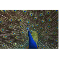 Indian Peafowl male with tail fanned out in courtship display, native to Asia-Paper Art-62"x42"