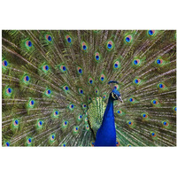 Indian Peafowl male with tail fanned out in courtship display, native to Asia-Paper Art-20"x14"