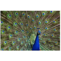 Indian Peafowl male with tail fanned out in courtship display, native to Asia-Paper Art-26"x18"