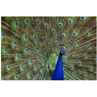 Indian Peafowl male with tail fanned out in courtship display, native to Asia-Paper Art-38"x26"