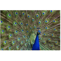 Indian Peafowl male with tail fanned out in courtship display, native to Asia-Paper Art-50&quotx34"