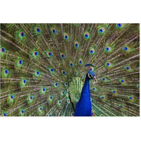 Indian Peafowl male with tail fanned out in courtship display, native to Asia-Paper Art-62"x42"