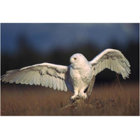 Snowy Owl adult balancing on a stump amid dry grass, British Columbia, Canada-Paper Art-20"x14"