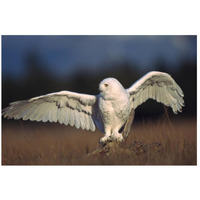 Snowy Owl adult balancing on a stump amid dry grass, British Columbia, Canada-Paper Art-26&quotx18"