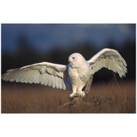 Snowy Owl adult balancing on a stump amid dry grass, British Columbia, Canada-Paper Art-32"x22"