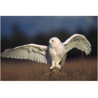 Snowy Owl adult balancing on a stump amid dry grass, British Columbia, Canada-Paper Art-38"x26"