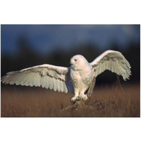 Snowy Owl adult balancing on a stump amid dry grass, British Columbia, Canada-Paper Art-50"x34"