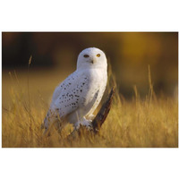 Snowy Owl adult amid dry grass, circumpolar species, British Columbia, Canada-Paper Art-20"x14"