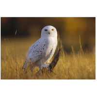 Snowy Owl adult amid dry grass, circumpolar species, British Columbia, Canada-Paper Art-26"x18"