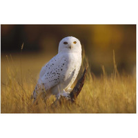 Snowy Owl adult amid dry grass, circumpolar species, British Columbia, Canada-Paper Art-50"x34"