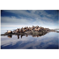 Steller's Sea Lion group hauled out on coastal rocks, Brothers Island, Alaska-Paper Art-20&quotx14"