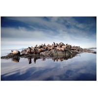 Steller's Sea Lion group hauled out on coastal rocks, Brothers Island, Alaska-Paper Art-26"x18"