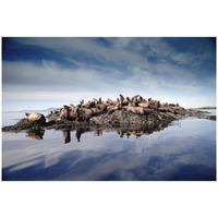 Steller's Sea Lion group hauled out on coastal rocks, Brothers Island, Alaska-Paper Art-32"x22"