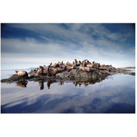 Steller's Sea Lion group hauled out on coastal rocks, Brothers Island, Alaska-Paper Art-50"x34"