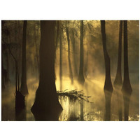 Bald Cypress grove in freshwater swamp at dawn, Lake Fausse Pointe, Louisiana-Paper Art-18"x14"