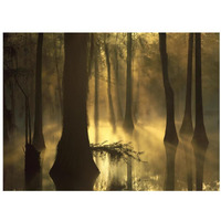 Bald Cypress grove in freshwater swamp at dawn, Lake Fausse Pointe, Louisiana-Paper Art-34"x26"