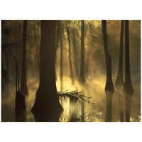 Bald Cypress grove in freshwater swamp at dawn, Lake Fausse Pointe, Louisiana-Paper Art-42"x32"