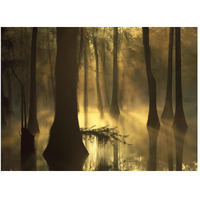 Bald Cypress grove in freshwater swamp at dawn, Lake Fausse Pointe, Louisiana-Paper Art-50"x38"