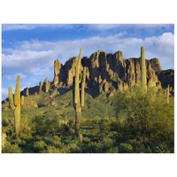 Saguaro cacti and Superstition Mountains at Lost Dutchman State Park, Arizona-Paper Art-26&quotx20"