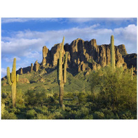 Saguaro cacti and Superstition Mountains at Lost Dutchman State Park, Arizona-Paper Art-42"x32"