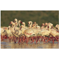 Lesser Flamingo group parading in a mass courtship dance, Lake Bogoria, Kenya-Paper Art-20&quotx14"