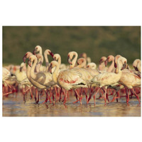 Lesser Flamingo group parading in a mass courtship dance, Lake Bogoria, Kenya-Paper Art-32"x22"