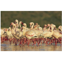 Lesser Flamingo group parading in a mass courtship dance, Lake Bogoria, Kenya-Paper Art-38"x26"