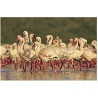 Lesser Flamingo group parading in a mass courtship dance, Lake Bogoria, Kenya-Paper Art-50&quotx34"