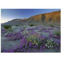 Sand Verbena and Desert Sunflowers Anza-Borrego Desert State Park, California-Paper Art-18"x14"